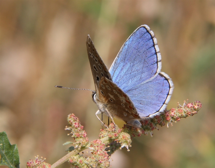 adonisblue