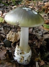 amanita