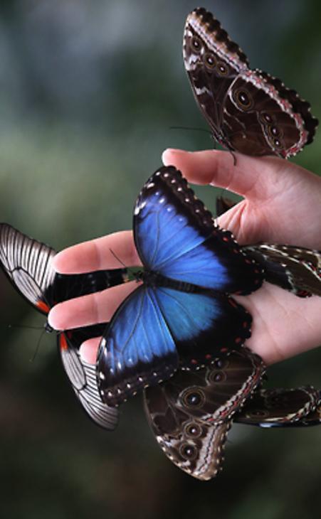 morpho